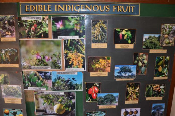 D004National-Botanical-Gardens-in-Pretoria-South-Africa-2011