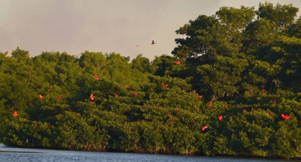 D031Scarlet-Ibis-Caroni-Swamp-Trinidad-2015