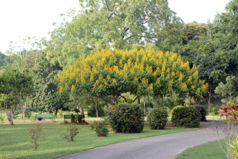 G048Botanic-Gardens-TT-2019