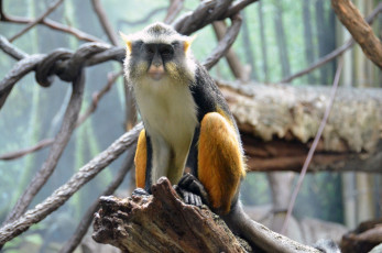 M048Bronx-Zoo-NYC-2018-6