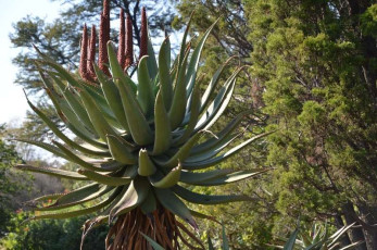 N003Aloe-National-Botanical-Gardens-in-Pretoria-South-Africa-2011