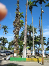 U004Puerto-Limon-Costa-Rica-2006