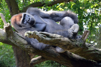 X049Gorilla-Bronx-Zoo-NYC-2018