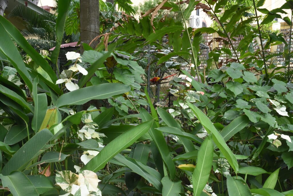 2026 Satuario Nacional Del Corazon de Maria Panama