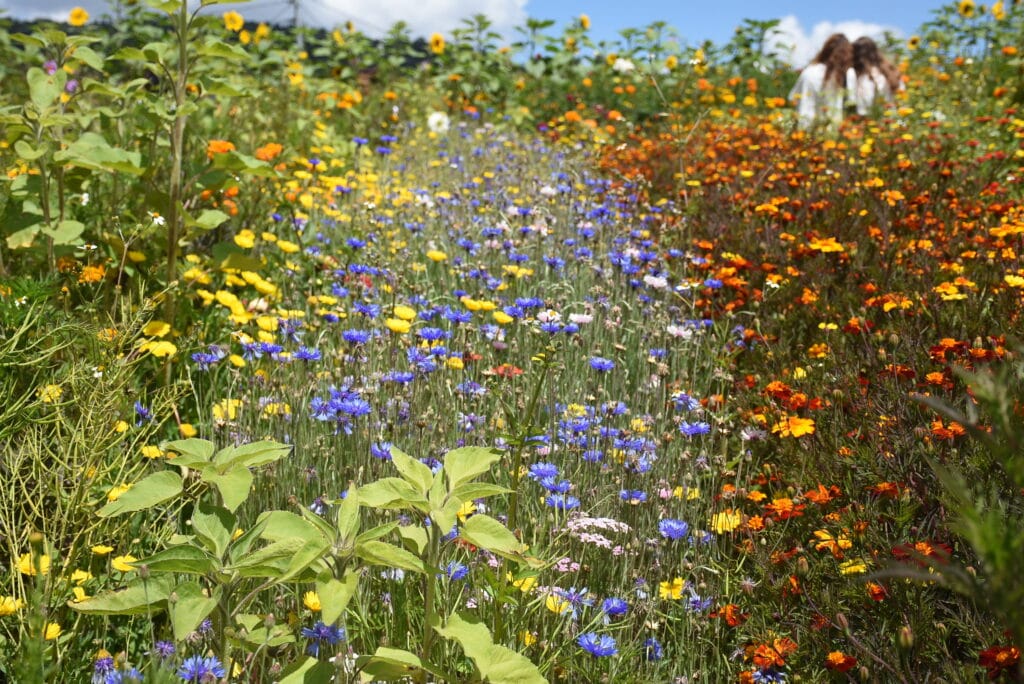 2026 Silletero Farm Santa Elena Colombia 10