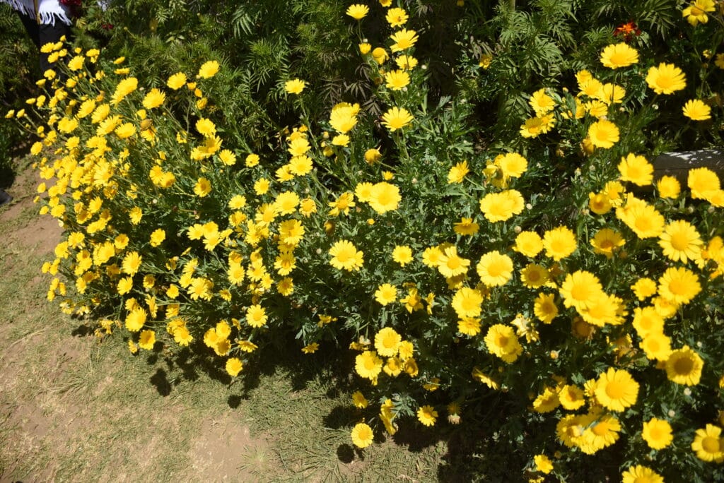 2026 Silletero Farm Santa Elena Colombia 4