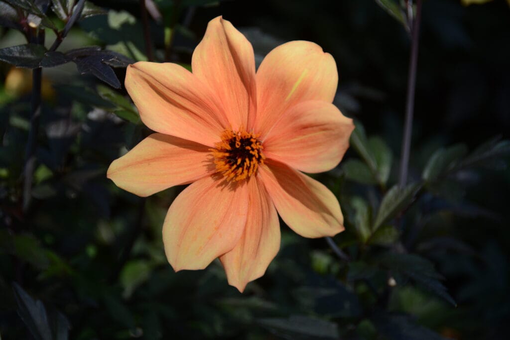 Botanic Gardens NYC 2019 (5)