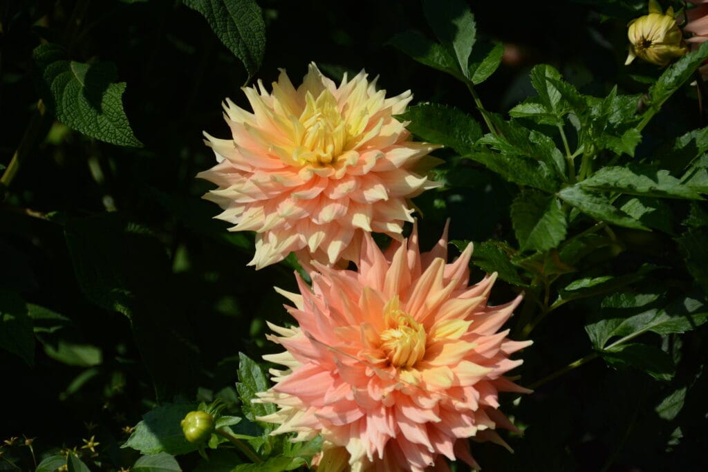 Botanic Gardens NYC 2019 (8)
