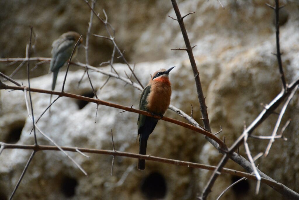 Bronx Zoo NYC 2019 (2)