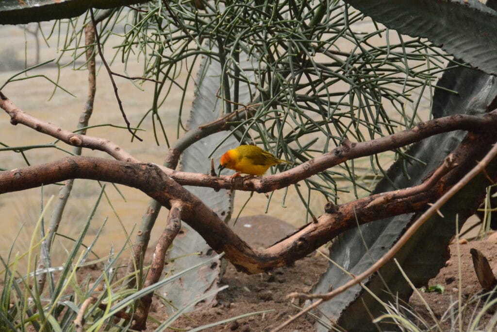Bronx Zoo NYC 2019 (4)
