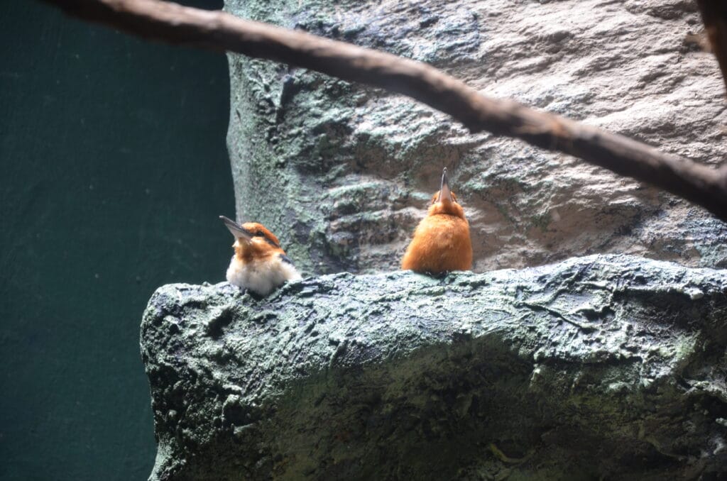 DSC_0042 – 2013 Bronx Zoo NYC