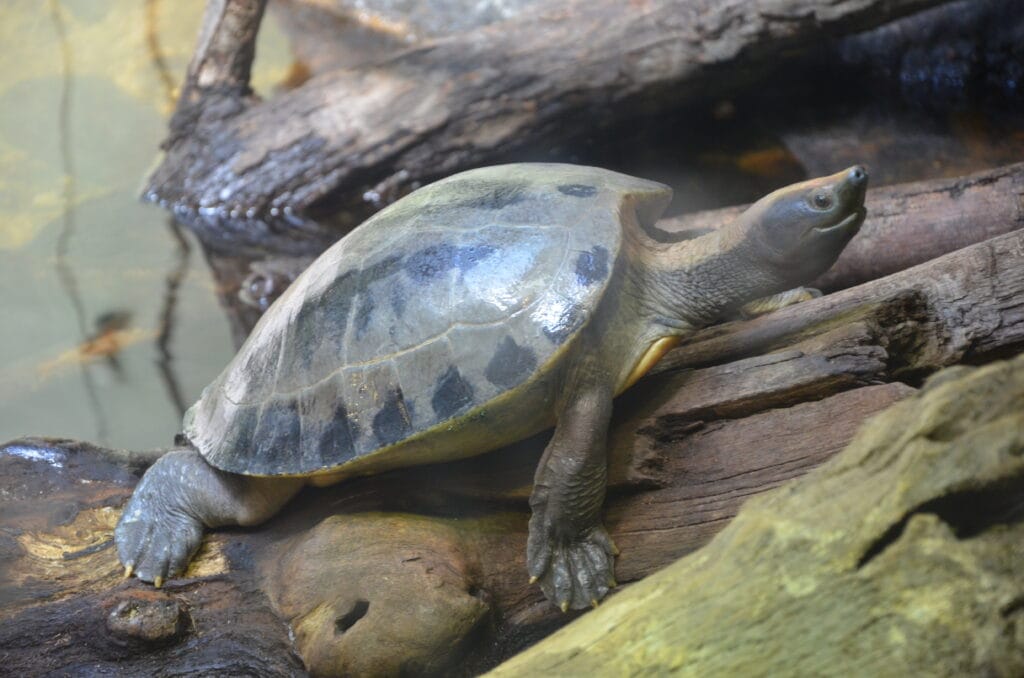 DSC_0096 – 2013 Bronx Zoo NYC