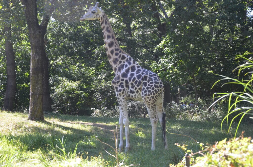 DSC_0123 – 2013 Bronx Zoo NYC