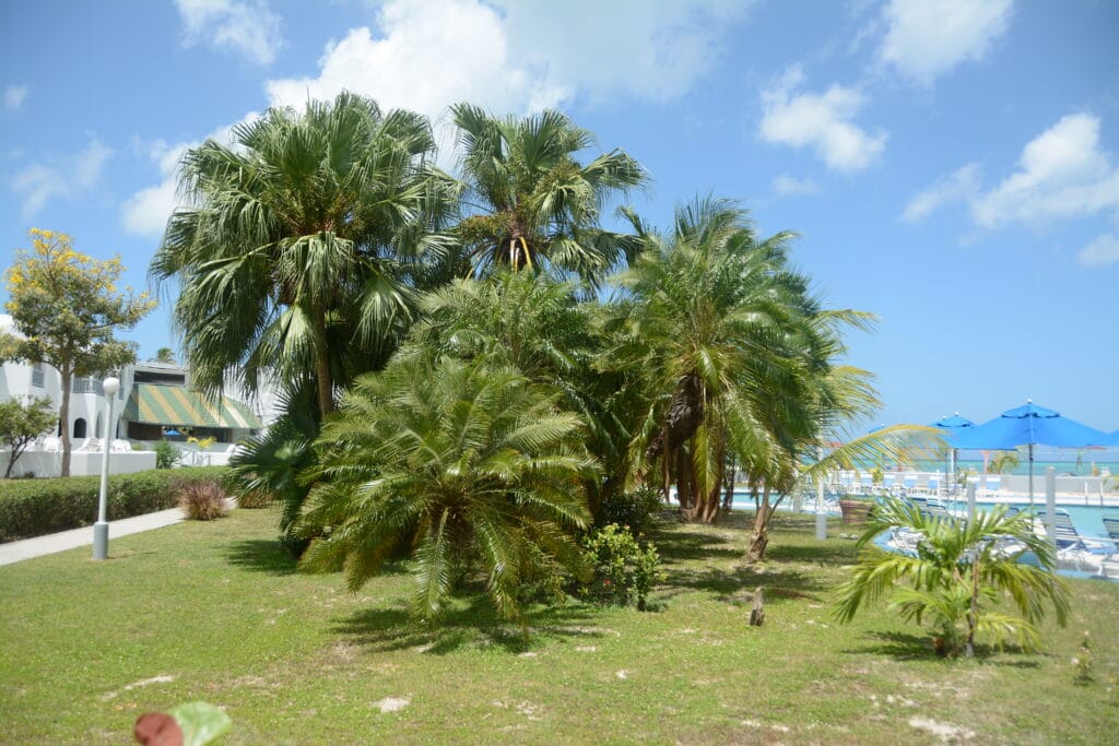 DSC_1091 – 2023 Antigua