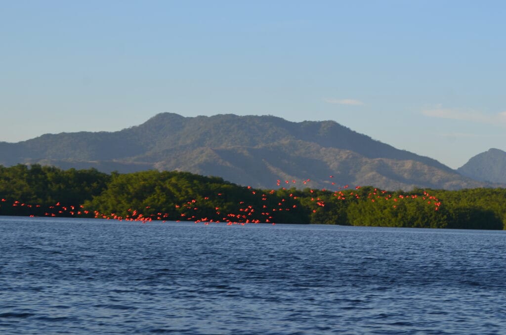 DSC_2315 – 2015 Caroni Bird Santuary Trinidad