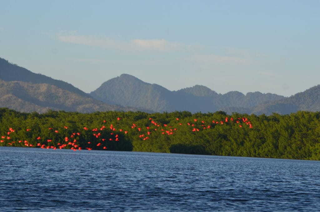 DSC_2316 – 2015 Caroni Bird Santuary Trinidad