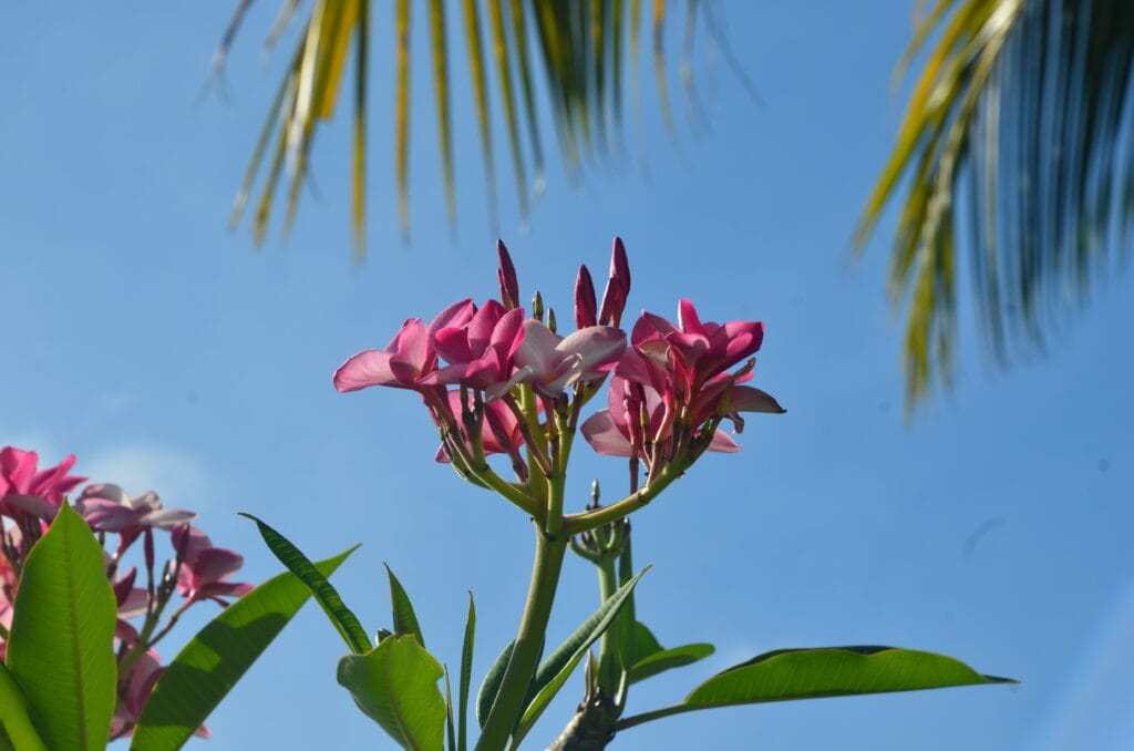 DSC_2657 – 2015 Nassau Bahamas