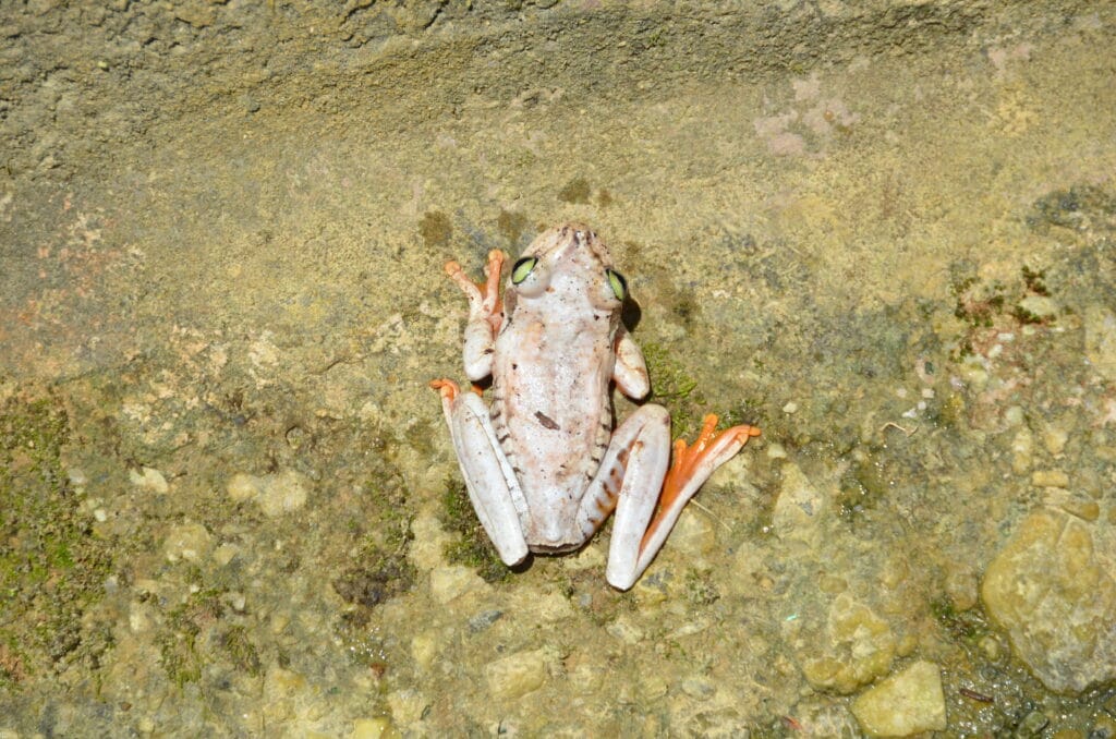 DSC_4485 – 2017 Cumaca Trinidad