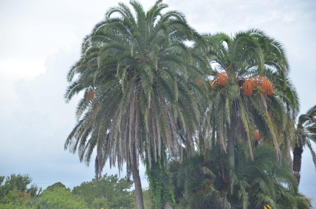 DSC_7328 – 2018 Florida