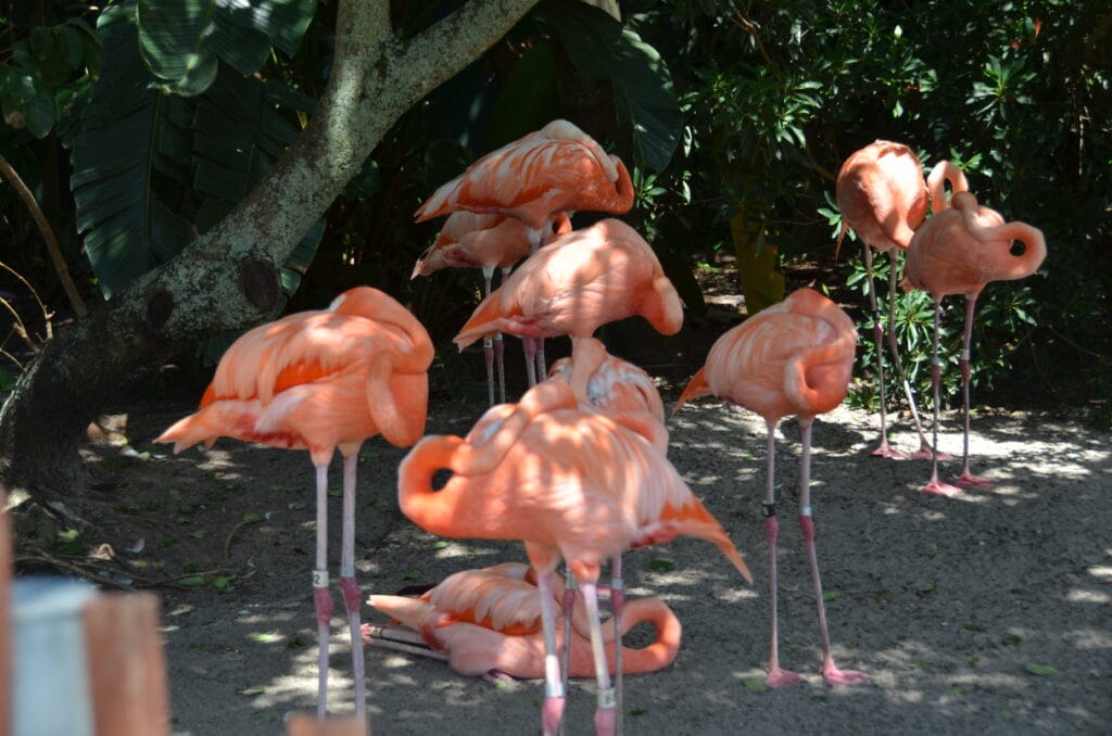 DSC_7334 – 2015 Seaworld Florida