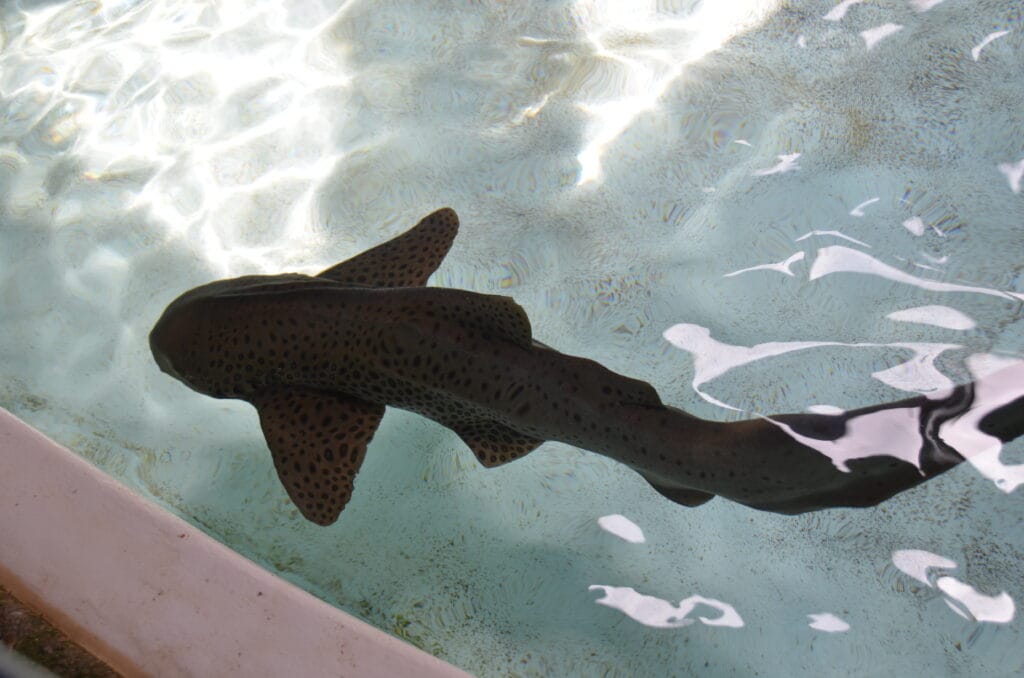 DSC_7362 – 2015 Seaworld Florida