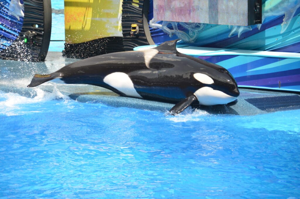 DSC_7436 – 2015 Seaworld Orlando Florida