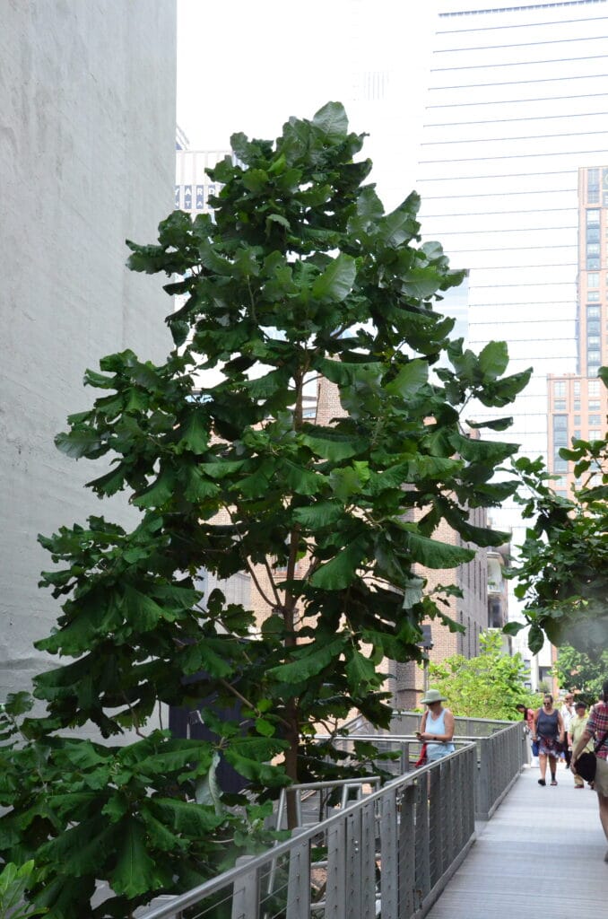 DSC_8004 – 2018 High Line NYC.JPG