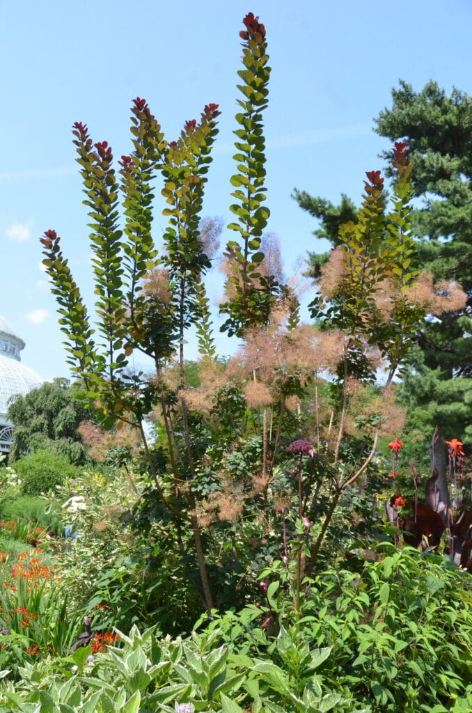 DSC_8067 – 2018 New York Botanic Gardens