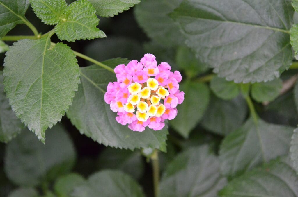DSC_8089 – 2018 New York Botanic Gardens