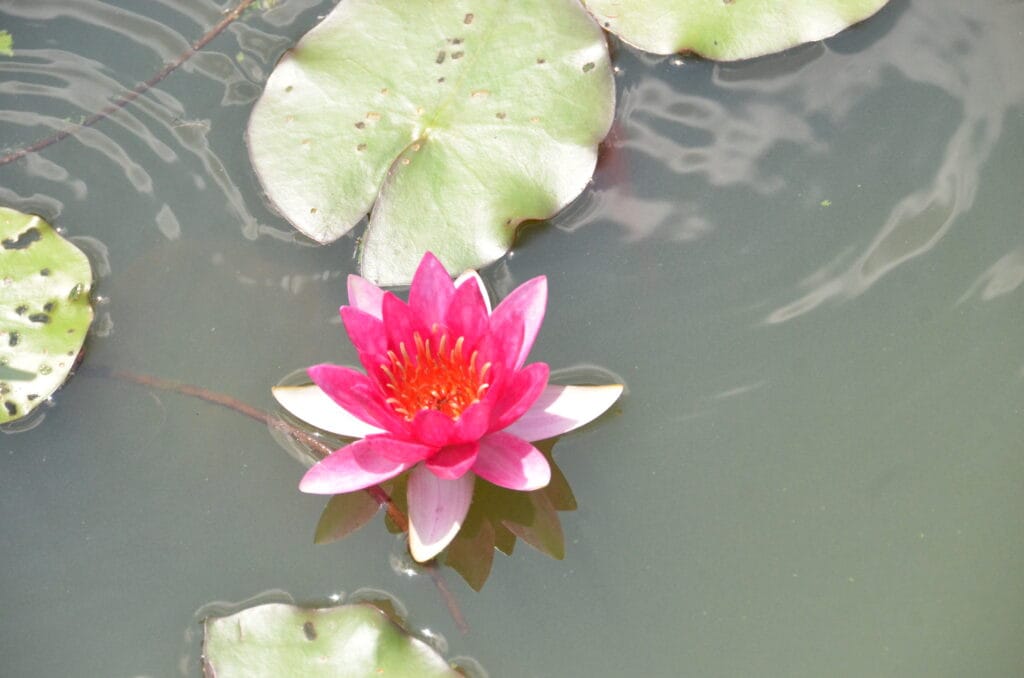 DSC_8141 – 2018 New York Botanic Gardens