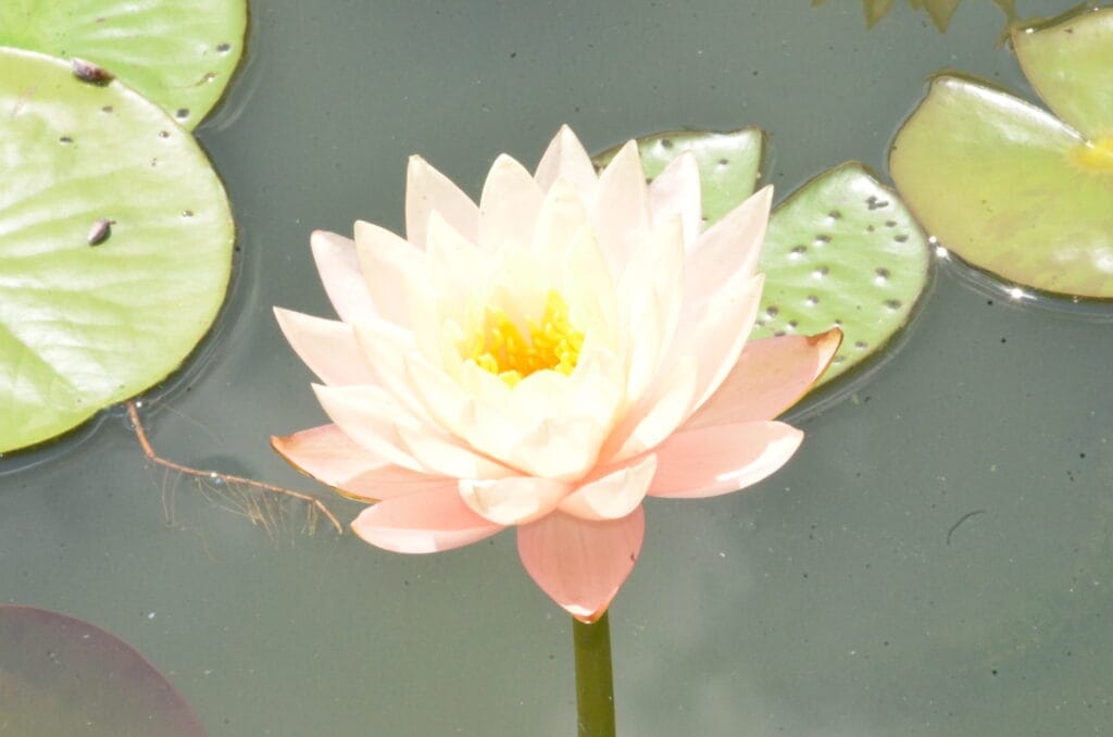 DSC_8143 – 2018 New York Botanic Gardens