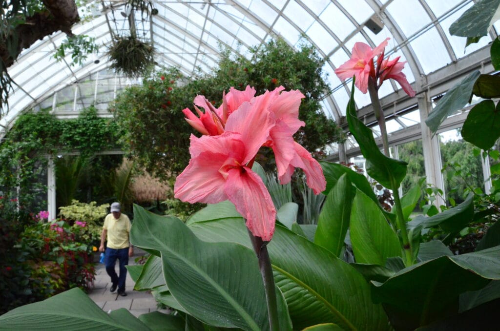 DSC_8151 – 2018 New York Botanic Gardens