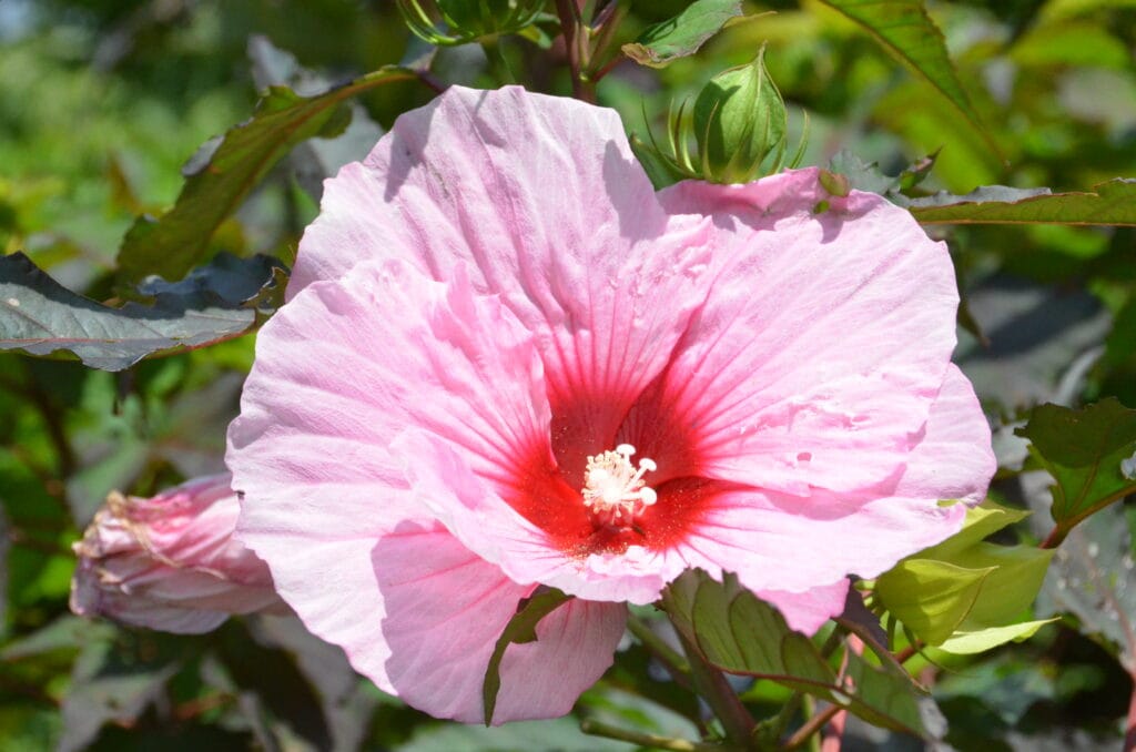 DSC_8175 – 2018 New York Botanic Gardens