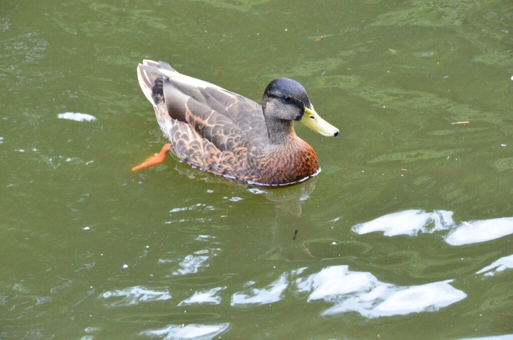 DSC_8611 – 2018 Cenntral Park NYC