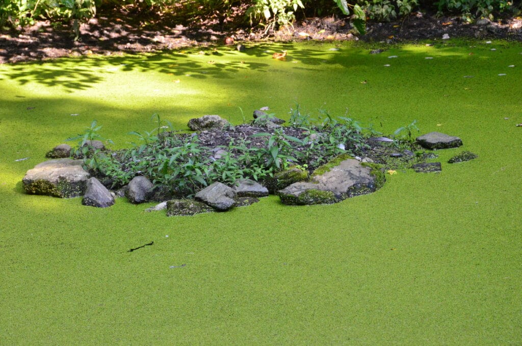 DSC_8692 – 2018 Cenntral Park NYC