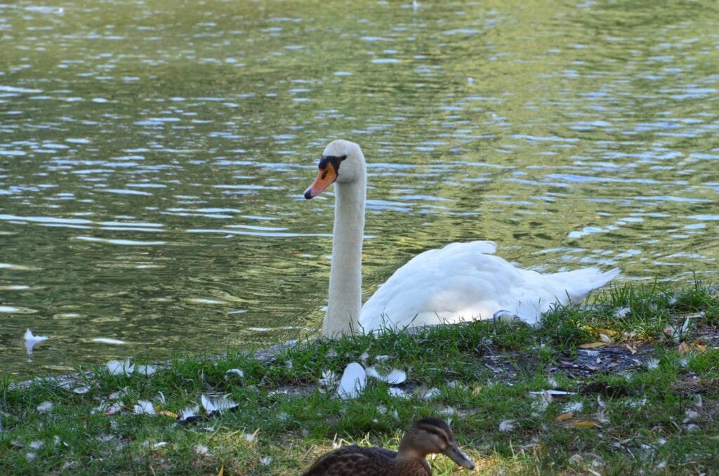 DSC_8855 – 2018 Boston Gardens Massachusetts