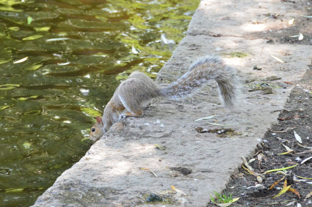 DSC_8860 – 2018 Boston Gardens Massachusetts