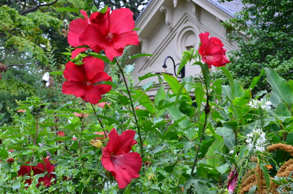 DSC_8936 – 2018 Snug Harbor Staten Island