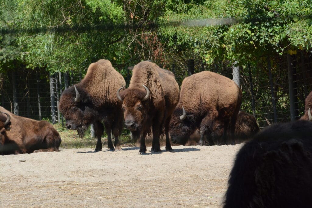 DSC_9819 – 2019 Bronx Zoo NYC