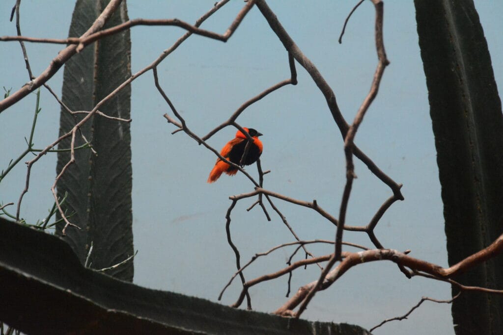 DSC_9844 – 2019 Bronx Zoo NYC