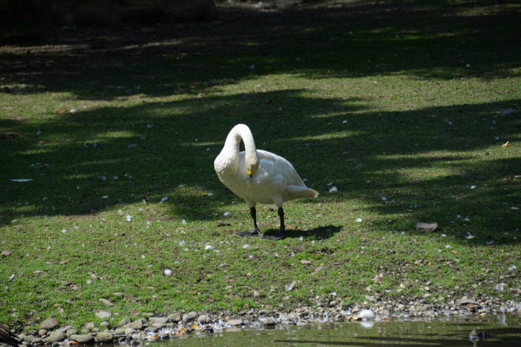 DSC_9852 – 2019 Bronx Zoo NYC